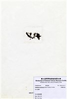 藏品(伸展剛毛藻)的圖片